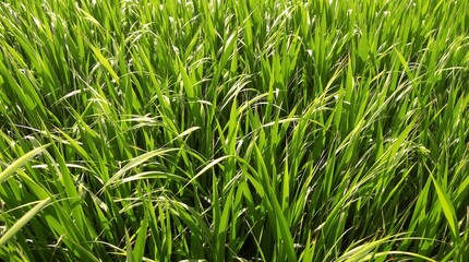 Obraz premium Lush Green Rice Paddy Field Growth Background for Agriculture and Sustainable Farming Websites