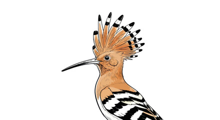 Colorful Hoopoe bird illustration with distinctive fan-like crest. © wong