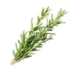 Fototapeta premium Fresh Rosemary Branch With Soft Shadow Isolated