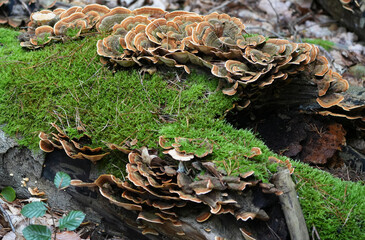 tiered turkey tail fungi (trametes versicolor) grows with bright green moss on a fallen tree trunk in the forest.