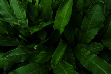 Leaves in the park concept dark green black background image(PHOTO)