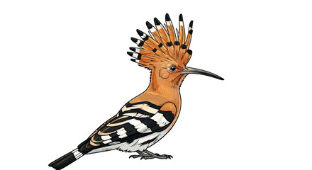 Colorful Hoopoe Bird with Distinctive Crest and Plumage Illustration. © wong