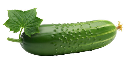 Isolated whole fresh green cucumber with leaf and flower on the end ready to eat