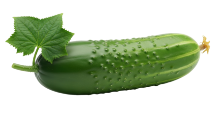 Isolated whole fresh green cucumber with leaf and flower on the end ready to eat