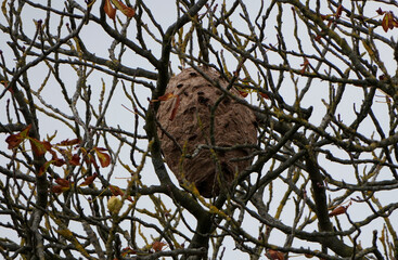 the large, brown, paper nest of an asian hornet hangs exposed in a bare autumn tree.