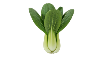 Isolated Bok Choy ready to cook, a healthy food and ingredient for meal preparation projects