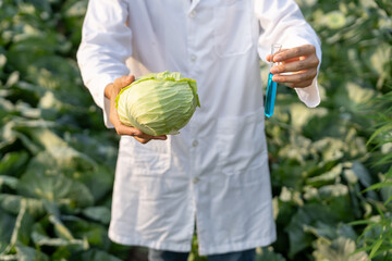 Organic farming, Science farmers are checking chemical cabbage before harvest. checking for pesticide residues. Organic vegetable, Ecological Biological, Healthy, Vegetarian, ecology