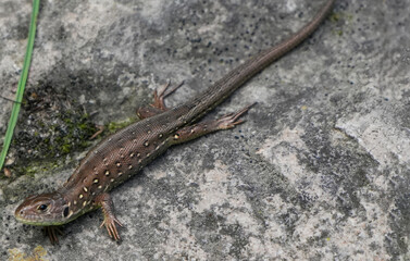 a female sand lizard (lacerta agilis) basks on a gray, textured rock in the summer sun.