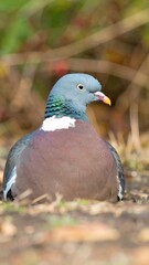 A close-up shot features a pigeon, showcasing iridescent neck feathers and a pinkish-brown breast. It rests amidst earthen ground with blurred foliage