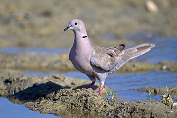 Türkentaube // Eurasian collared dove (Streptopelia decaocto) 