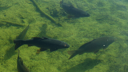 Fototapeta premium Fische im Hechtsee