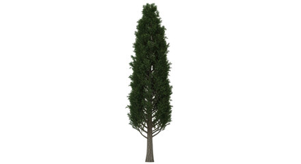 Isolated Italian Cypress Tree, Vertical Shape, Evergreen, Green foliage, slender column, up