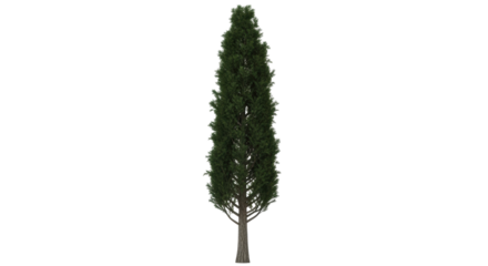 Isolated Italian Cypress Tree, Vertical Shape, Evergreen, Green foliage, slender column, up