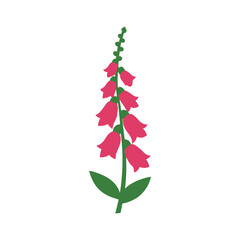 Foxglove tall bloom on white background vector art illustration © Rupali