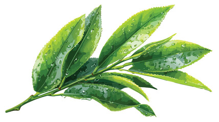 Vibrant Green Tea Tree Leaves Glistening in Sunlight