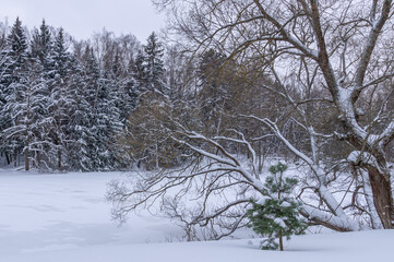Fototapeta premium Snow-covered tree crowns in a winter forest. Winter landscape in the forest. Coniferous forest and snow drifts in winter. The forest near Moscow.