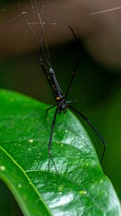 A close-up shot features an elongated black insect with orange markings on a vibrant green leaf. A web threads across