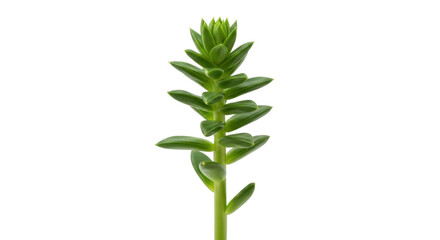 Isolated Sedum tetractinum plant, native to East Asia, a small succulent plant growing upright