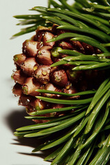 Close-up of a Christmas tree branch with a budding cone on a white background. Minimalist winter composition with natural seasonal details.