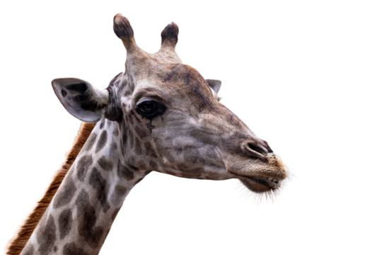 Safari. Giraffe. Striking portrait of majestic giraffe, highlighting its unique patterns and textures, isolated, highlighting graceful features and elegance of animal