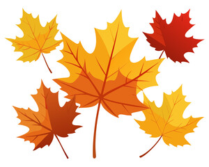Obraz premium autumn maple leaves set isolated on white background