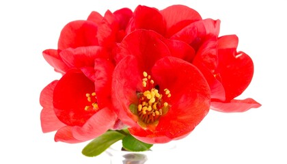 A close-up shot highlights a vibrant cluster of blossoming red flowers with prominent yellow centers. The image is isolated