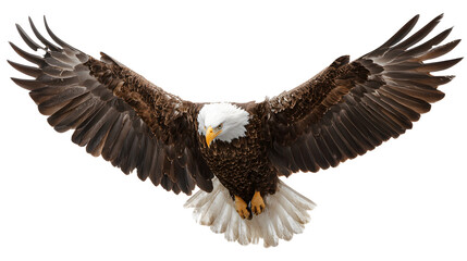 Fototapeta premium Flying eagle isolated on white background 