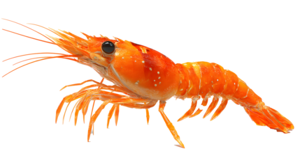 Illustration of a red shrimp on a white background .