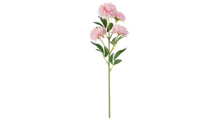 Isolated pink peony spray featuring several blooms and leaves on a single stem, floral decor