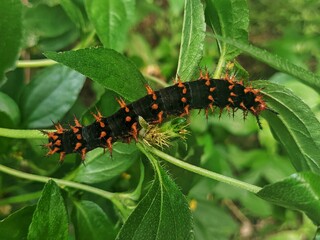 caterpillar on a leaf