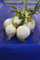 Fresh white onions with roots and green stems on rustic wooden table at market. Organic vegetables, healthy cooking ingredient, vegan food and natural agriculture concept.