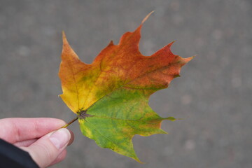 Hand Holding Maple Leaf in Autumn Transition: Green, Yellow, and Red Fall Colors