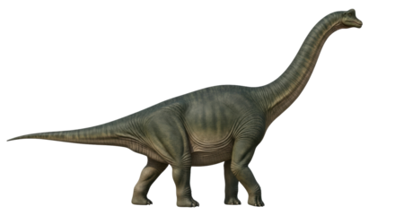 Isolated dinosaur, sauropod with long neck and tail, extinct animal, large prehistoric creature