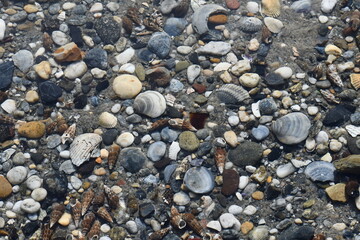 An accumulation of shells, rocks, pebbles, and sea glass on a lake bottom as the result of natural sedimentation processes like erosion.
