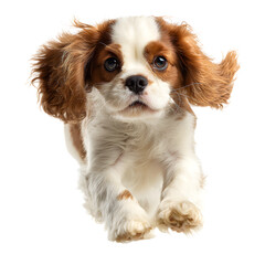 Energetic Cavalier King Charles Spaniel Running - Cute PNG Image for Pet Lovers
