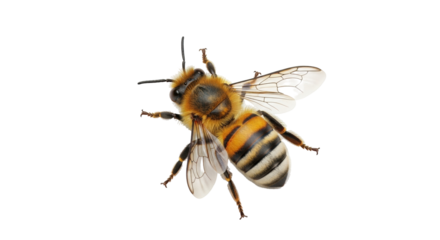 Isolated closeup of a honeybee, macro of a bee with antennae and striped abdomen, apiculture