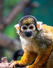 Obraz premium Close-up monkey portrait