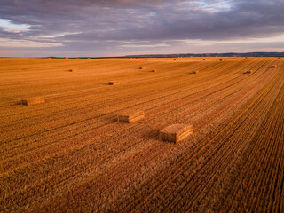 Harvested field with hay bales at golden hour sunset