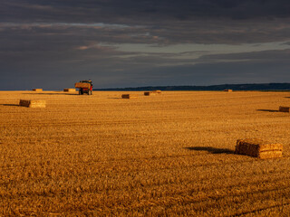 Tractor carrying hay bales in golden harvest field