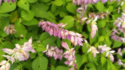 Pink and white flowers blooming in a spring garden