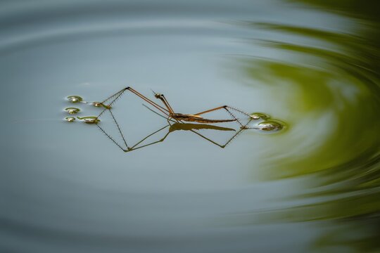 Graceful water strider insect skimming across rippling water surface macro detail - Powered by Adobe