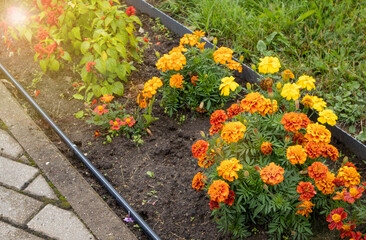 Marigolds in orange and yellow shades in a border flowerbed with sun flare