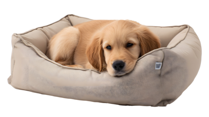Adorable golden retriever puppy resting comfortably in a beige pet bed on a white background