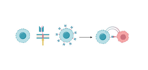 CAR T-cell therapy, killing of tumor cells. Cancer therapy. Chimeric antigen receptor T cell ,CAR T cell, for use in immunotherapy. Genetic engineering. Chemotherapy. Vector illustration.
