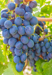 Close-up of ripe, dark grapes