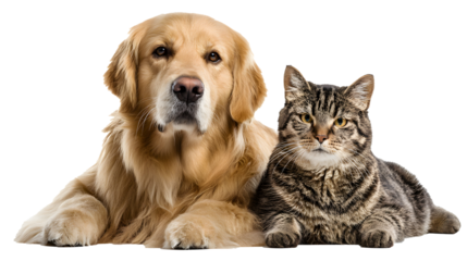 Golden retriever and tabby cat sitting isolated on transparent background. png