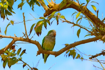 Monk parakeet in the wild. Monk parakeet that sits on the tree branch