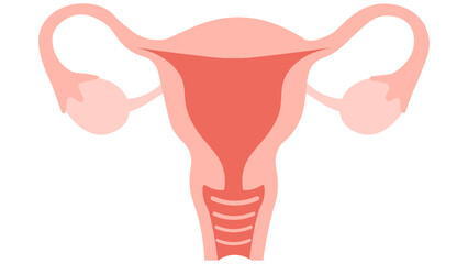 Female reproductive system showing uterus, ovaries, and fallopian tubes