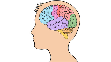 Human brain anatomy cross-section showing colored lobes in head