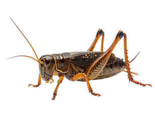 Detailed close up of a cricket insect with antennae and legs